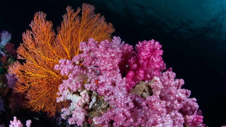 Coral at Hin Daeng Aussie Divers Phuket