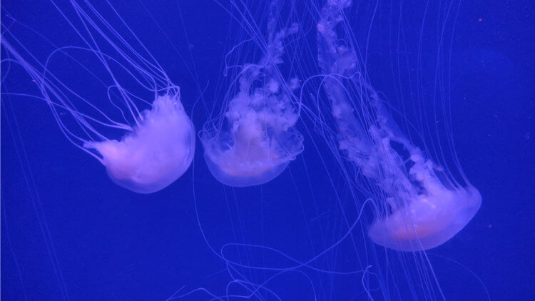 Jellyfish Aussie Divers Phuket