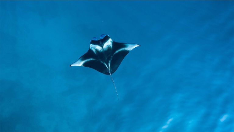 Manta Ray Aussie Divers Phuket