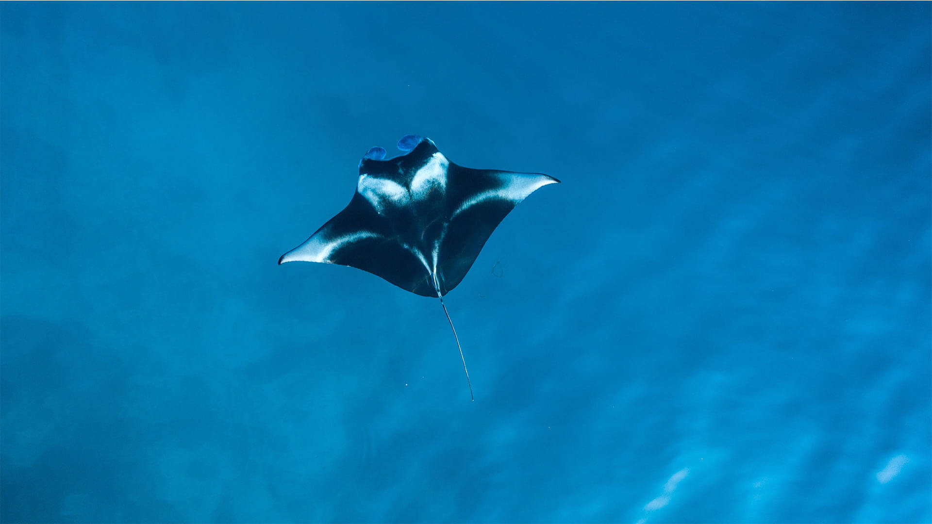 Manta Ray Aussie Divers Phuket