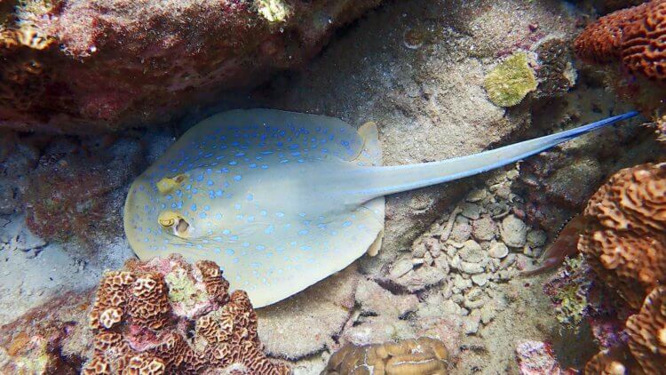 Blue Spotted Fan Tail Ray Koh Tao