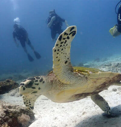 Turtle Scuba Diving Aussie Divers