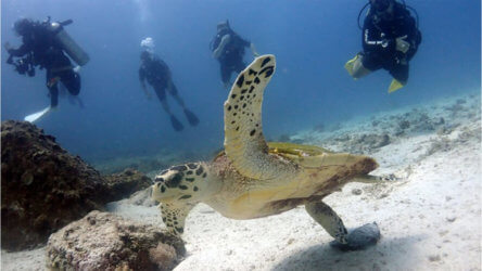 Turtle Scuba Diving Aussie Divers