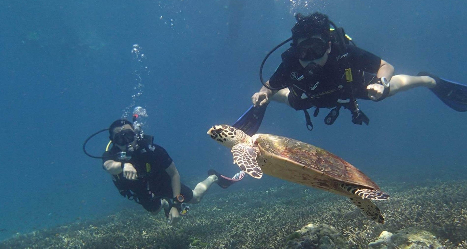 Diving with turtles Phuket Thailand Aussie Divers