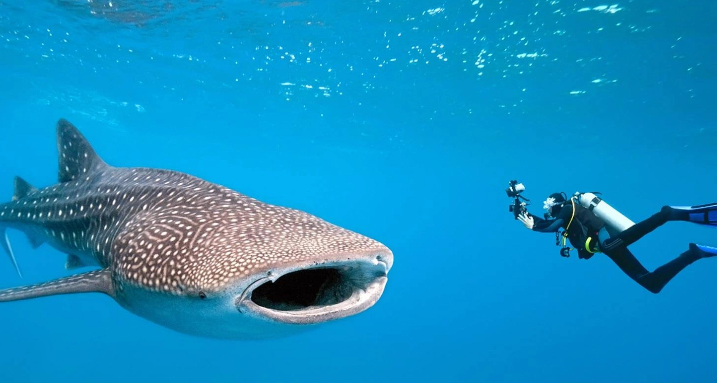 Whaleshark Phuket Aussie Divers