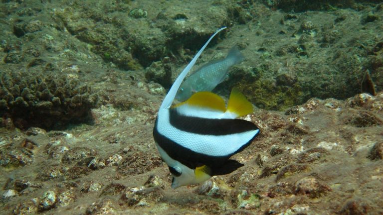 Longfin Bannerfish Phuket Thailand Scuba