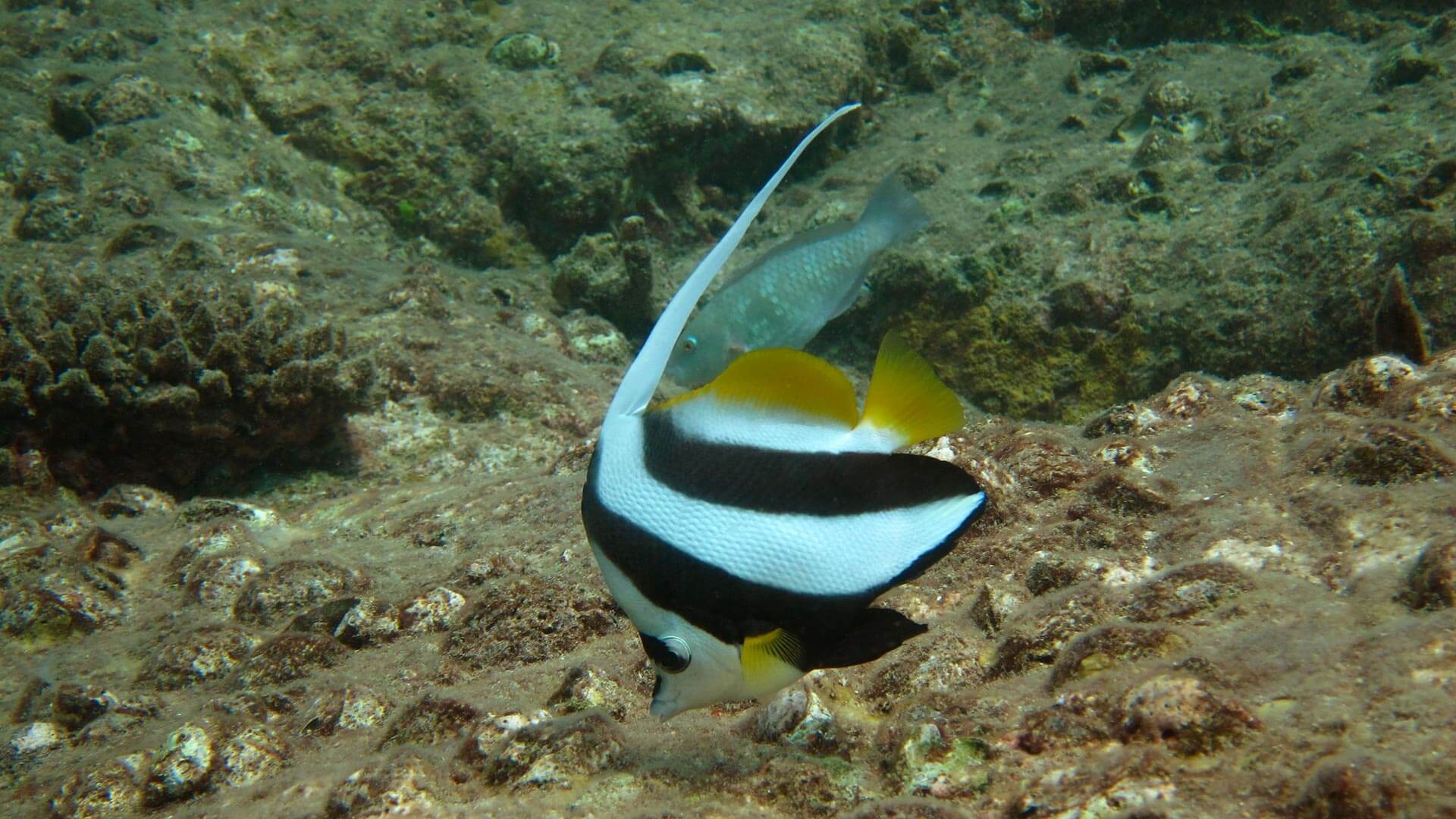 Longfin Bannerfish Phuket Thailand Scuba