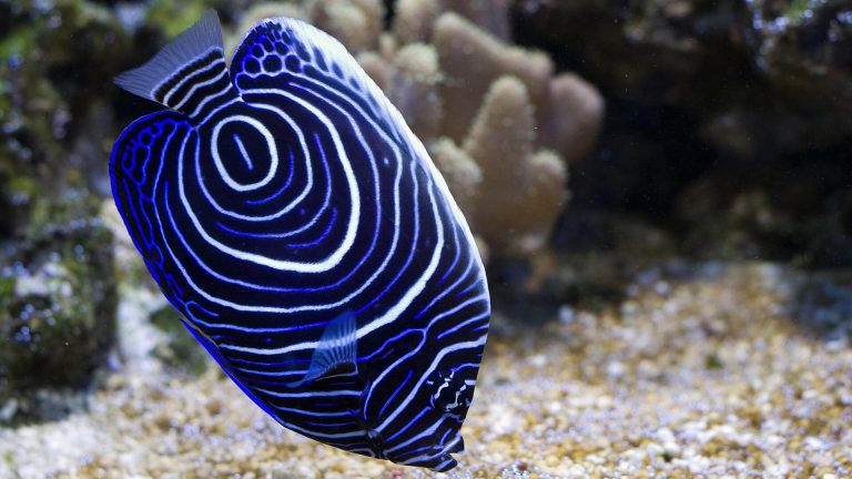 Juvinile Angelfish Phi Phi Scuba Diving Day trip Phuket PADI