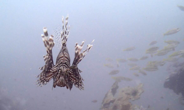 Scuba Diving Phuket - Lionfish Aussie Divers