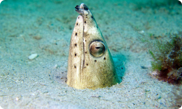 Scuba Diving Phuket - snake eel Aussie Divers