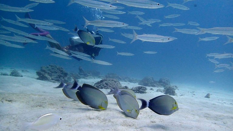 Surgeon Fish Racha Yai_PADI Open Water Course Scuba Diving Liveaboard