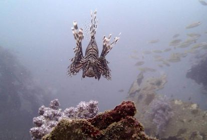 Diving Phuket Lion Fish Aussie Divers