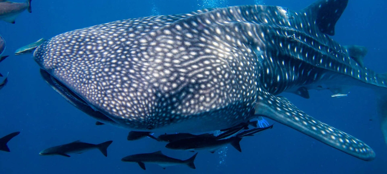 Whaleshark Phuket Scuba Diving