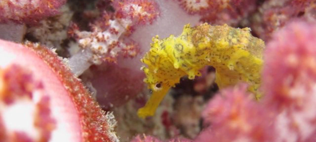 Seahorse Phuket Scuba Diving