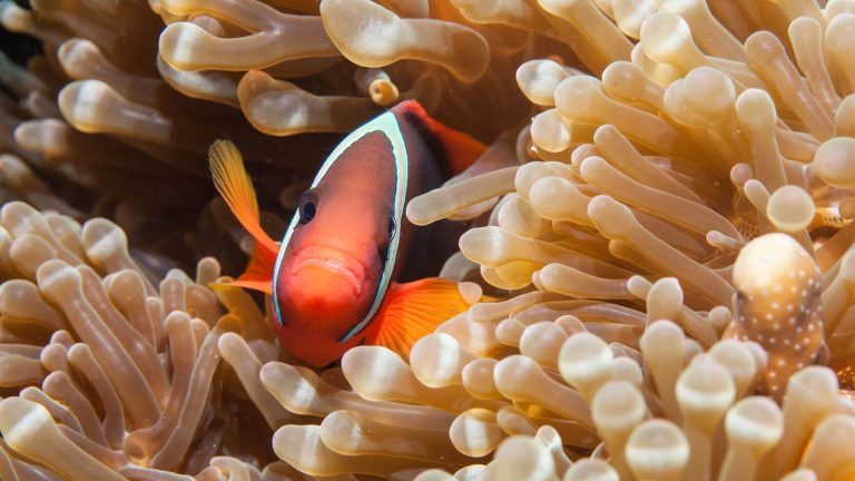 Anemonefish Richelieu Rock Liveaboard Scuba Diving Best