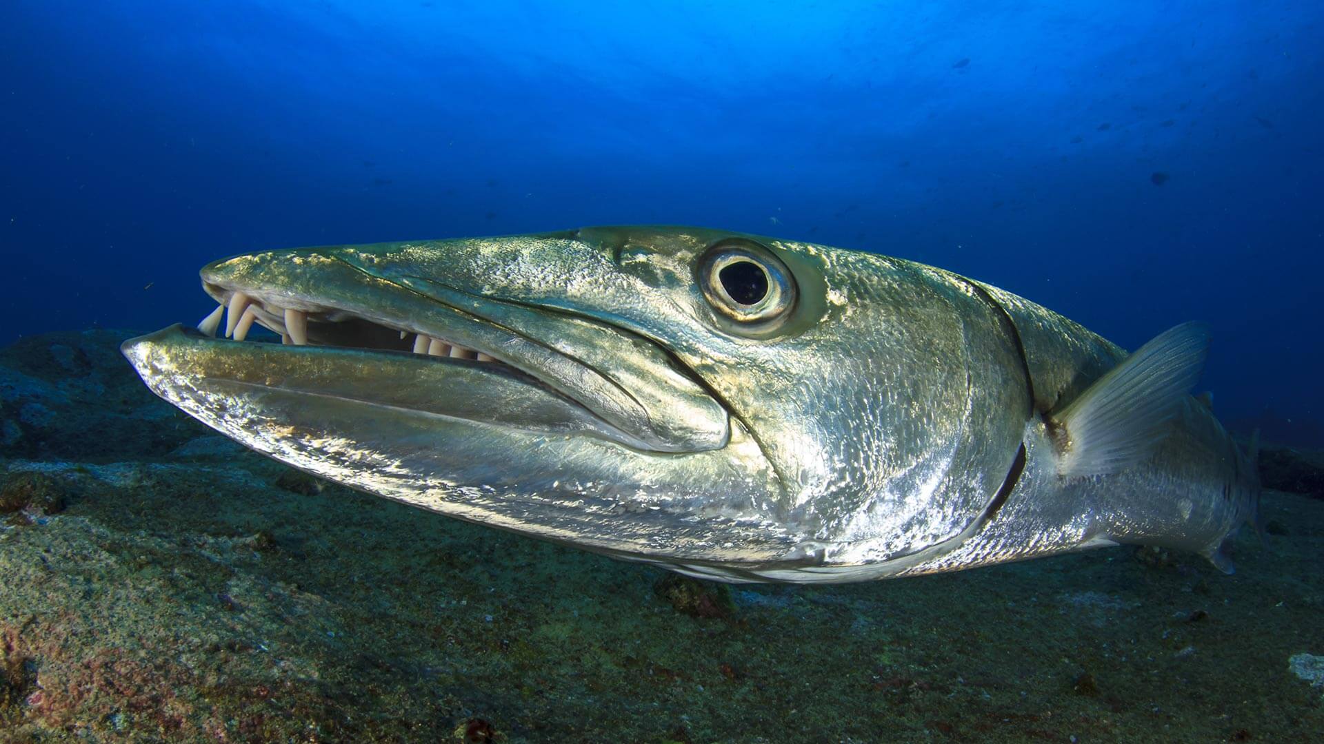 Barracuda Similan Islands Liveaboard Aussie Divers Phuket Best