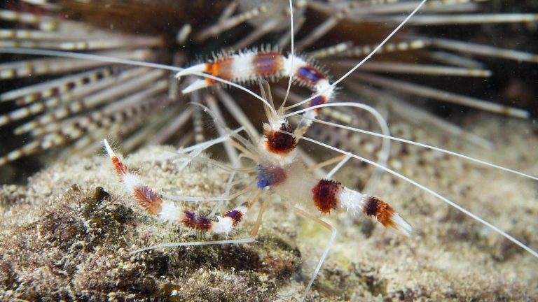 Boxer Shrimp Koh Doc Mai Phuket Thailand Scuba Diving Best Day Trip