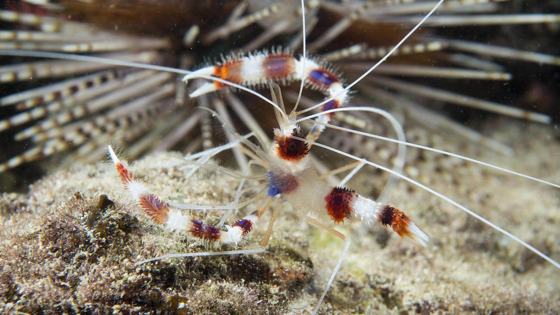 Boxer Shrimp Koh Doc Mai Phuket Thailand Scuba Diving Best Day Trip