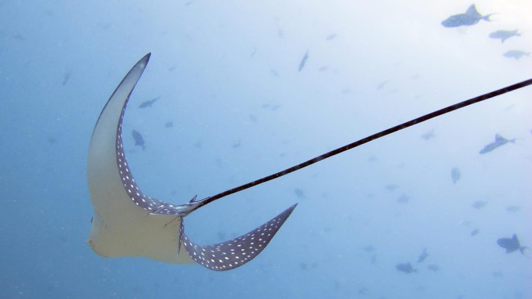 Eagle Ray Koh Racha Yai Bay 1 Phuket, Thailand