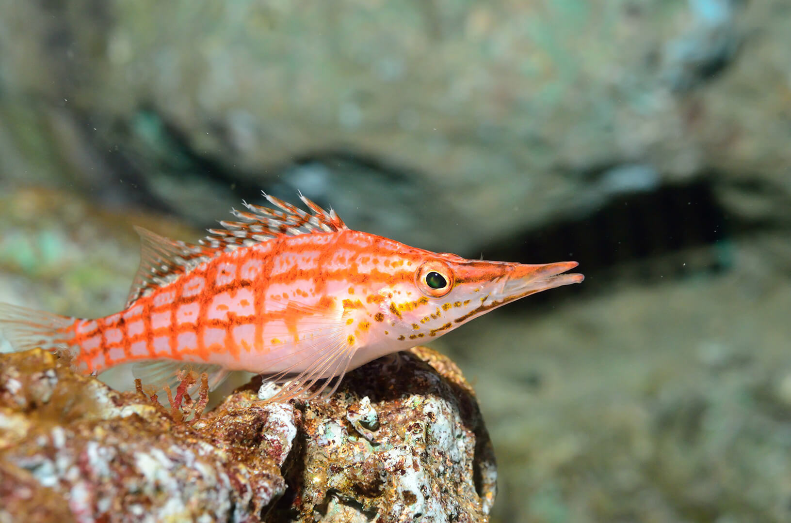 Long Nose Hawkfish Similan Islands Liveaboard Phuket Thailand