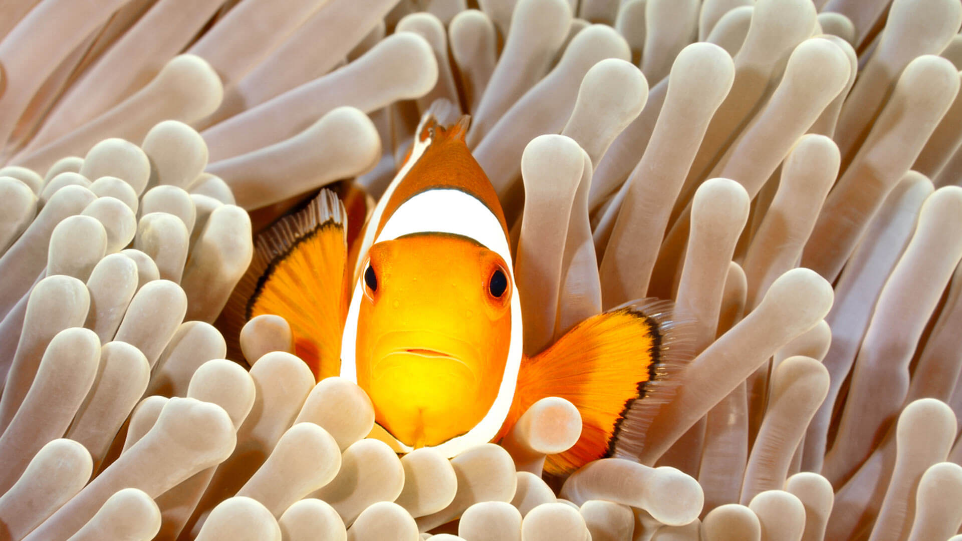 Lovely Clownfish Scuba Diving Racha Yai Phuket Thailand