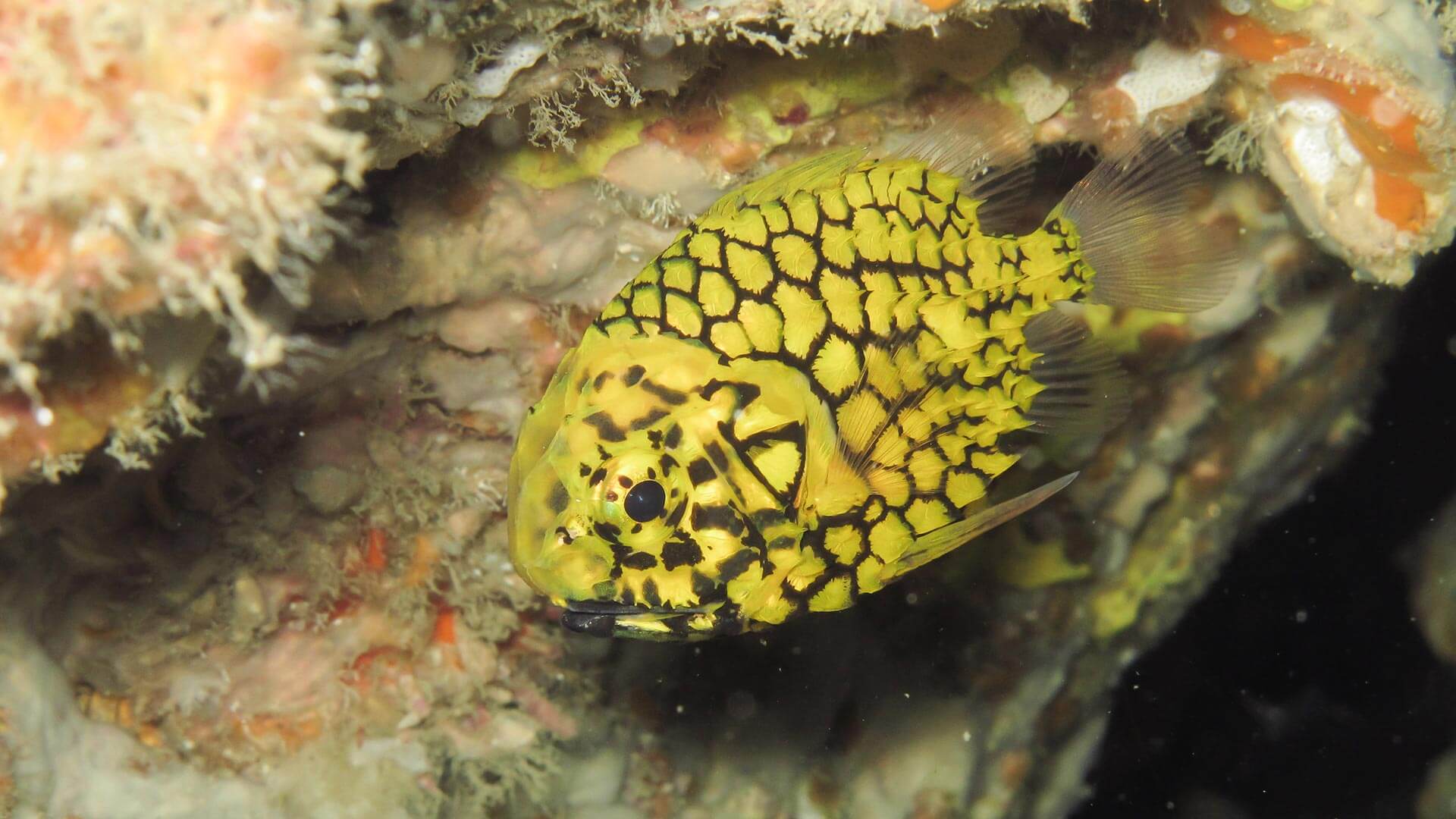 Pineapple Fish Richelieu Rock Liveaboard Scuba Diving Best Aussie Divers