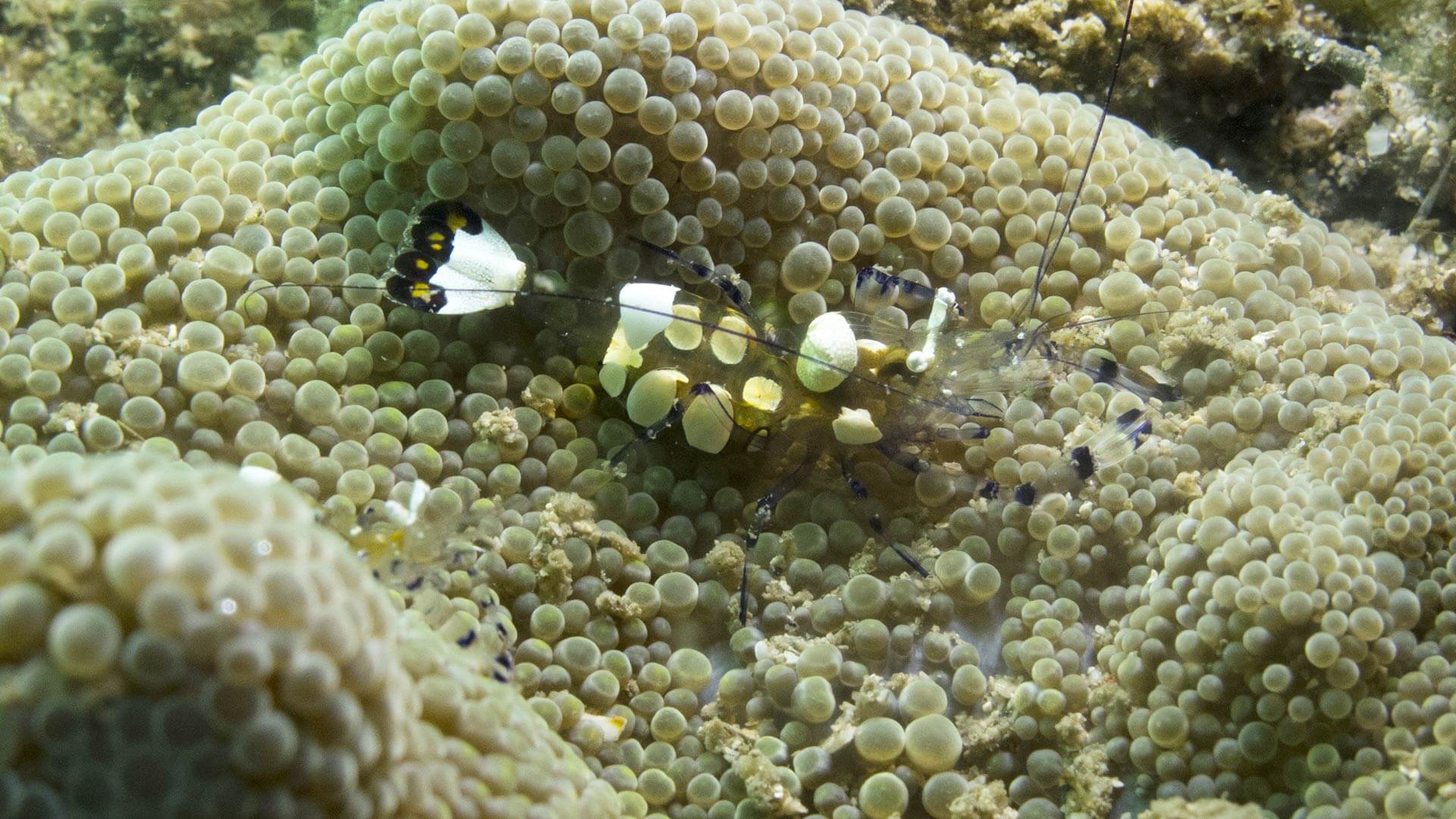 Squat Shrimp Racha Noi Scuba Diving Day Trip Aussie Divers Phuket