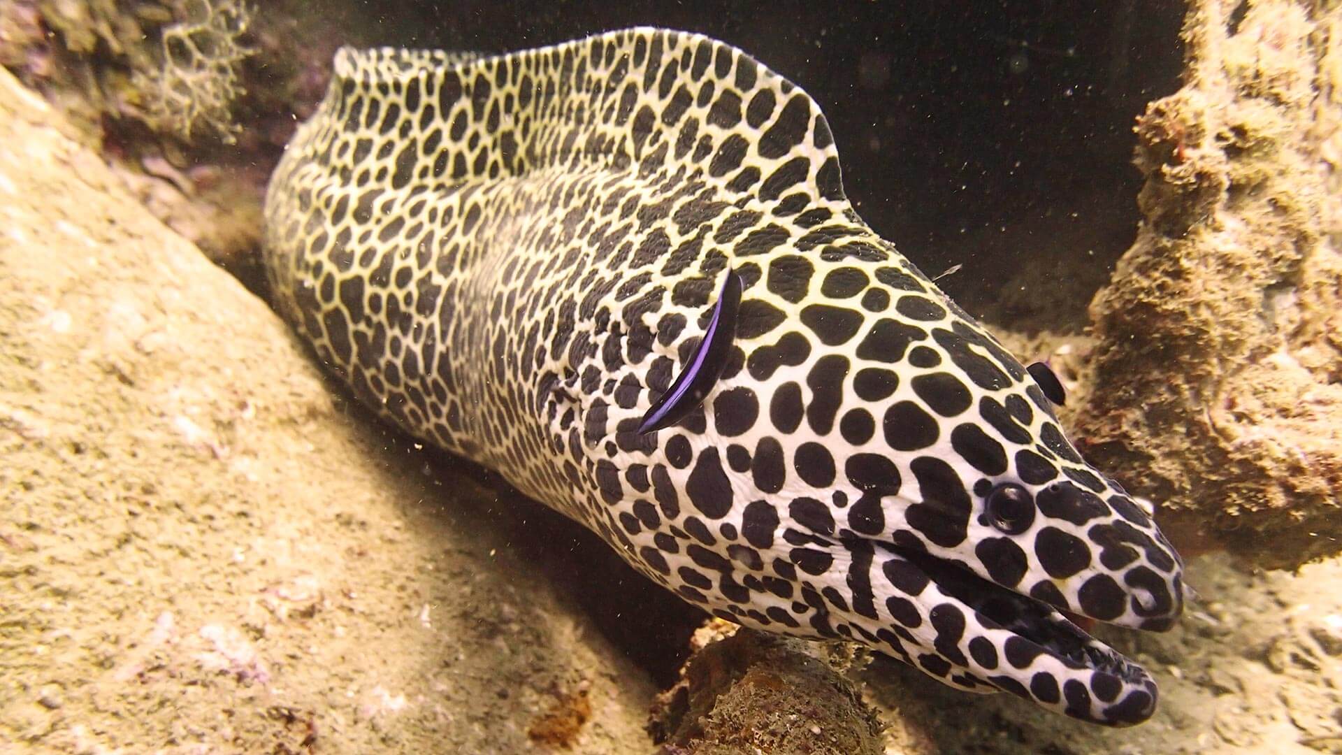 honeycomb moray eel boonsung wreck phuket liveaboards