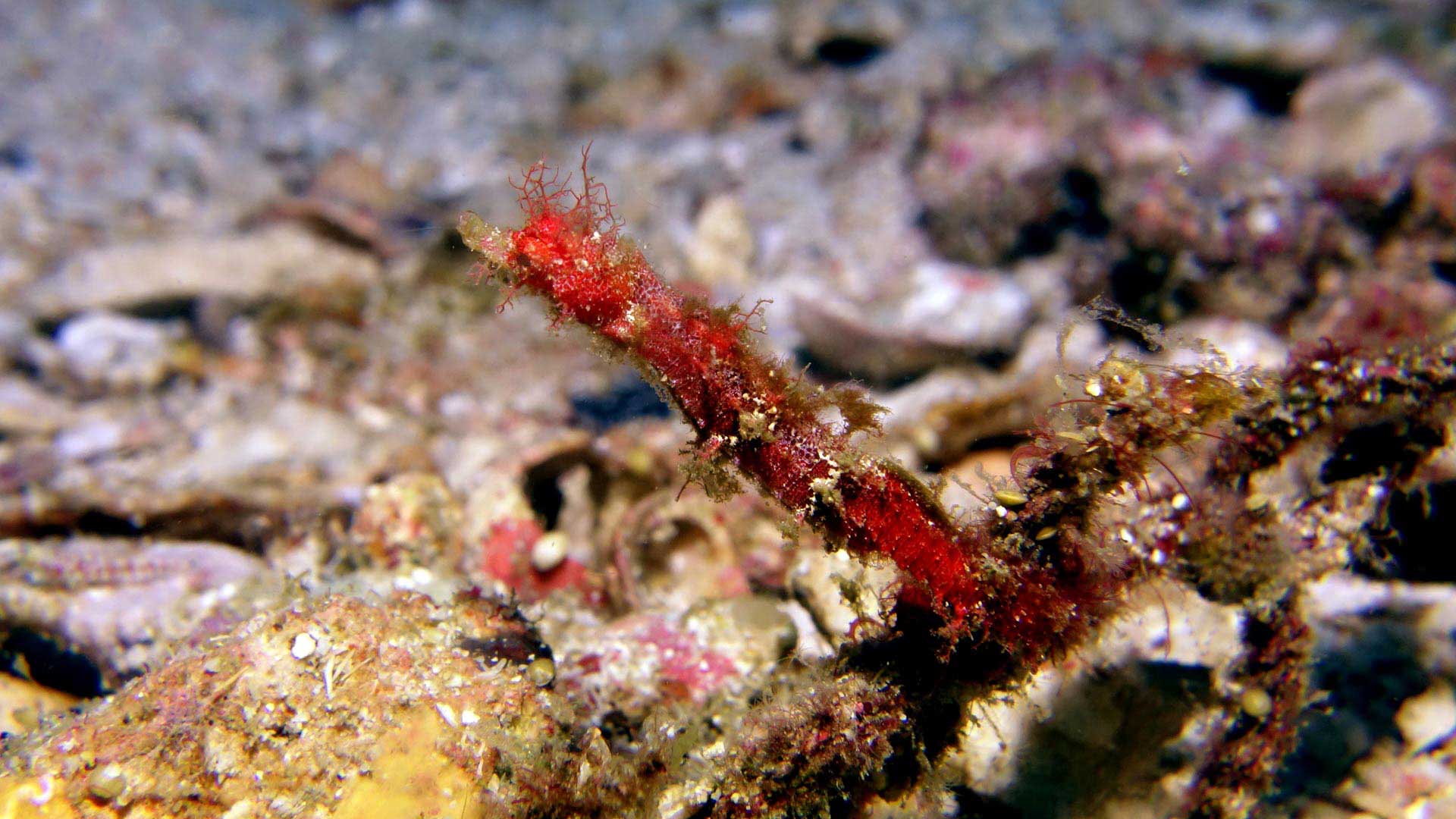 macro diving phuket thailand with aussie divers phuket