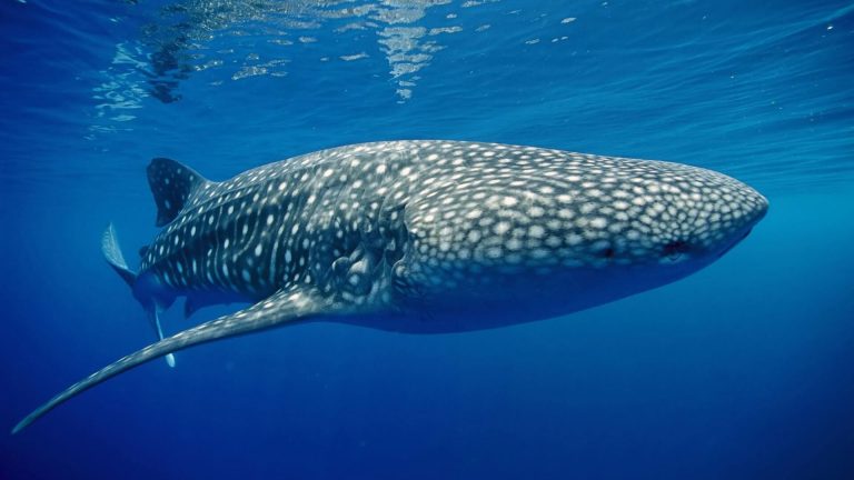 Whale Shark Similan Islands Phuket Thailand