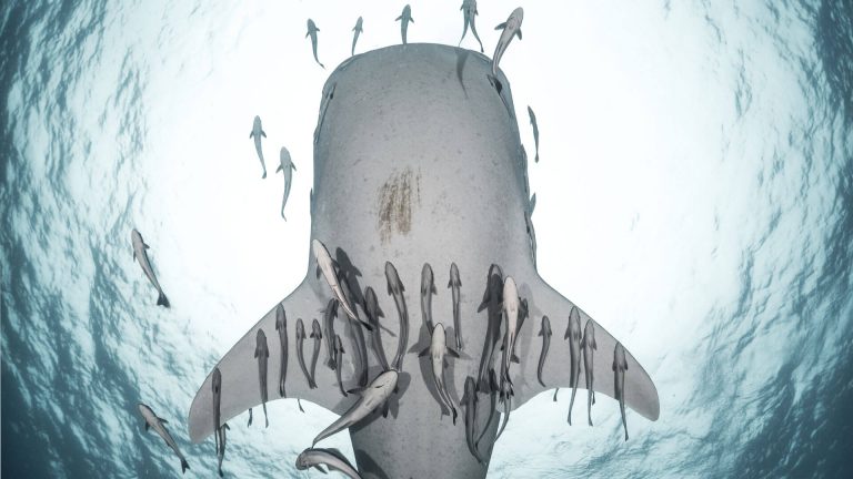 whale shark suckerfish aussie divers phuket