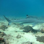 Blacktip Shark Phi Phi Scuba Diving Aussie Divers
