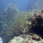 Underwater Phi Phi Scuba Diving Aussie Divers
