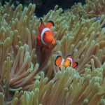 Anemone Fish Phi Phi Scuba Diving Aussie Divers