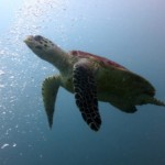 Turtle Phi Phi Scuba Diving Aussie Divers