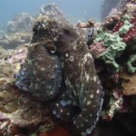 Octopus Bida Nok Phi Phi Scuba Diving Aussie Divers