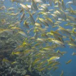 Fish Bida Nok Phi Phi Scuba Diving Aussie Divers