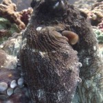 Big Octopus Bida Nok Phi Phi Scuba Diving Aussie Divers