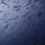 Travelly Fish Bida Nok Phi Phi Scuba Diving Aussie Divers