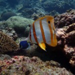 Butterfly Fish Bida Nok Phi Phi Scuba Diving Aussie Divers