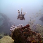 Aussie Divers Phuket Best Scuba King Cruiser Wreck Lionfish