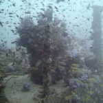 Aussie Divers Phuket Best Scuba King Cruiser Wreck Fish