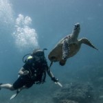 Aussie Divers Phuket Best Scuba Boat Turtle
